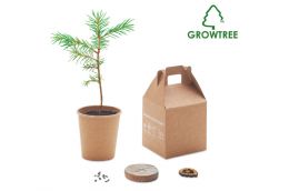 Grow set with pine seeds