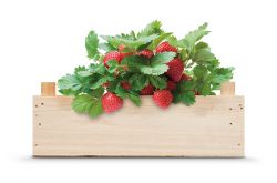 Strawberry growing kit
