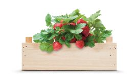 Strawberry growing kit
