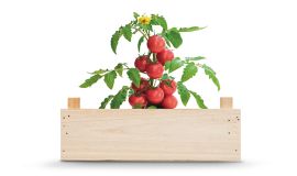 Tomato growing kit